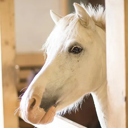 Schuette Muehle Апартаменты