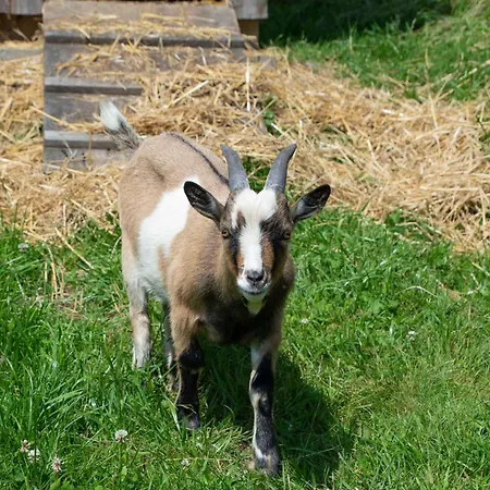 Апартаменты Schuette Muehle Шмалленберг