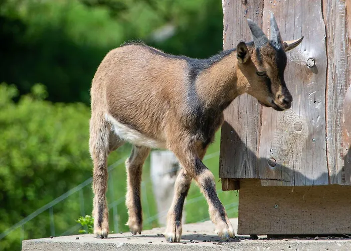 Schuette Muehle Lägenhet