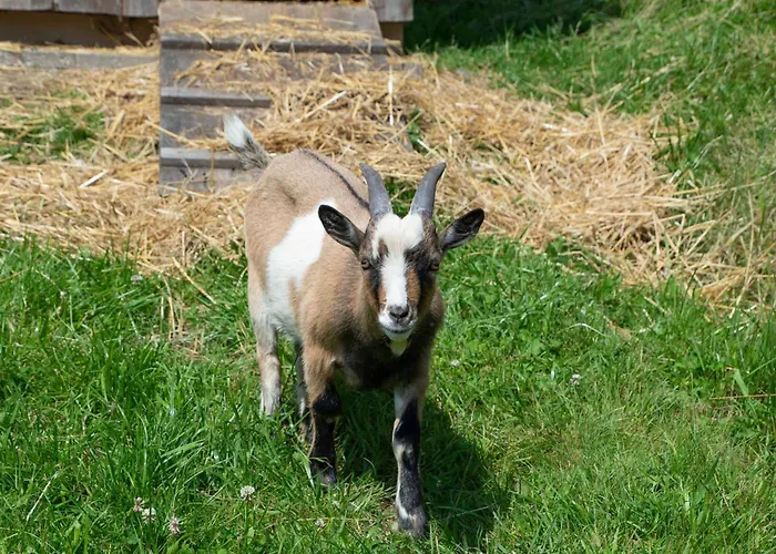 Lägenhet Schuette Muehle Schmallenberg